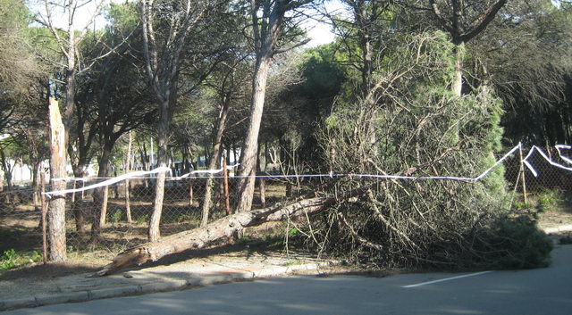 rbol totalment arrancado en la avenida Europa de Gavà Mar por un fuerte temporal de viento (24 de Enero de 2009)